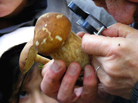 Left, Bay-brown Bolete Xerocomus badius; right, Edible Cep Boletus edulis.  Indre et Loire, France. Photographed by Susan Walter. Tour the Loire Valley with a classic car and a private guide.
