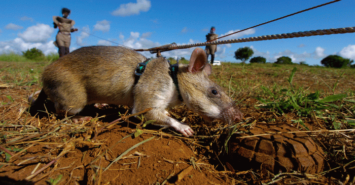  Mengenal Tikus Afrika, Spesies Tikus Bertubuh Raksasa