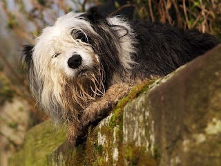 Funny Sheepdog