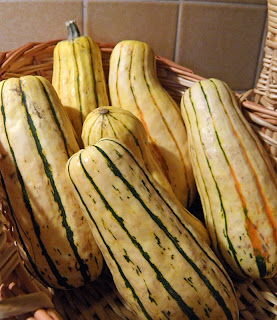 Six Delicata Squash in Basket