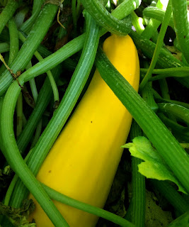 Zucchini recipe for overgrown zucchinis