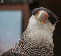 Caracara