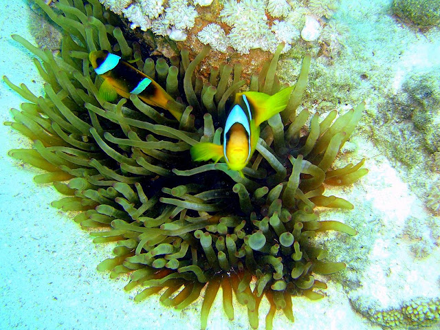 two-bar clownfish, sea anemone, northern red sea, egypt