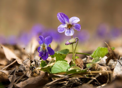 illatos ibolya (Viola odorata)