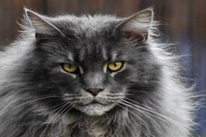 Benefits Of Olive Oil For Cat Fur
