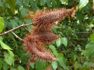 Roucou - Roucouyer - Arbre rouge à lèvres - Rocouyer - Rocou - Bixa orellana