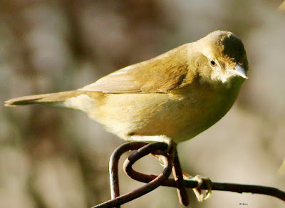 "Blyth's Reed Warbler - Acrocephalus dumetorum passage migrant,The adult has a plain brown back and pale underparts.Here seen perched on the garden fance."