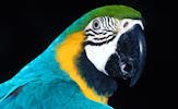 Wallpapers de pericos, loros y cotorros (7 aves de colores)