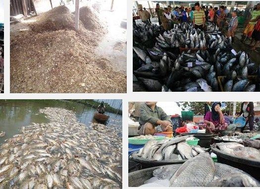 Jenis Limbah Pasar  Pakan Alternatif Budidaya Ikan Lele
