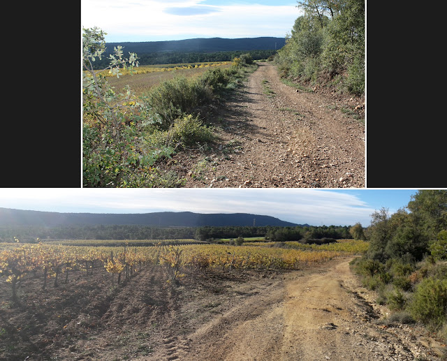 SANT MAGÍ DE LA BRUFAGANYA A LA BISBAL DEL PENEDÈS PR-C-224 AMB VARIANTS, Camí entre el Coll del Llop i la carretera C-37