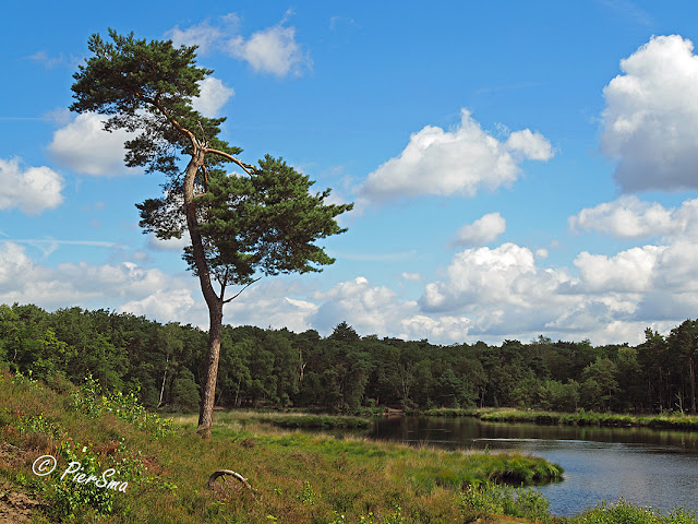 Natuurgebied Overasseltse en Hatertse Vennen in omgeving Nijmegen.