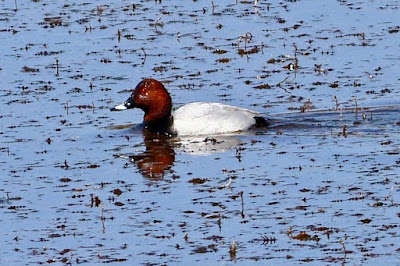 "Majestic Common Pochard (Aythya ferina) photographed in its natural habitat, showcasing bright plumage in a tranquil Pond backdrop."