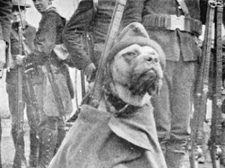 Jack Brutus: Spanish-American War Mascot