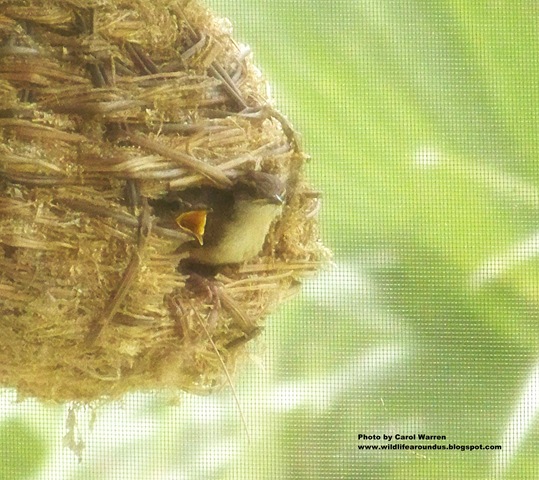 Baby Wrens flew the coop Flew The Coop. Baby Wrens flew the coop