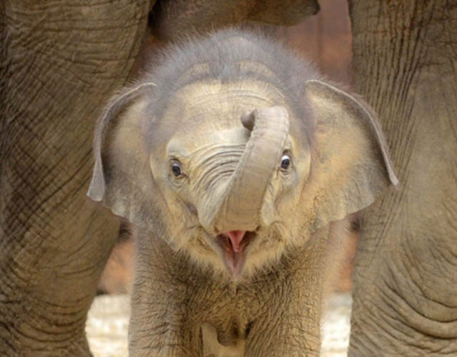 funny baby elephantsphoto