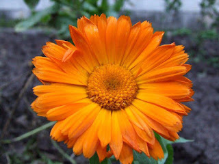 الزهرة البرتقالية Calendula officinalis