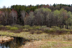 leaves filling out bare trees