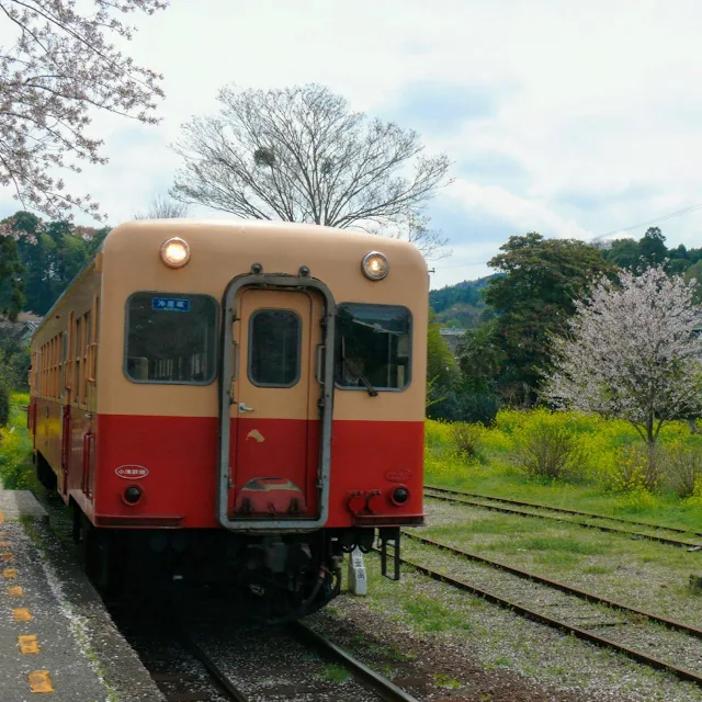 小湊鐵道　里見駅　桜　菜の花