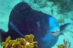 Funny animals of the week - 5 April 2014 (40 pics), smiling fish