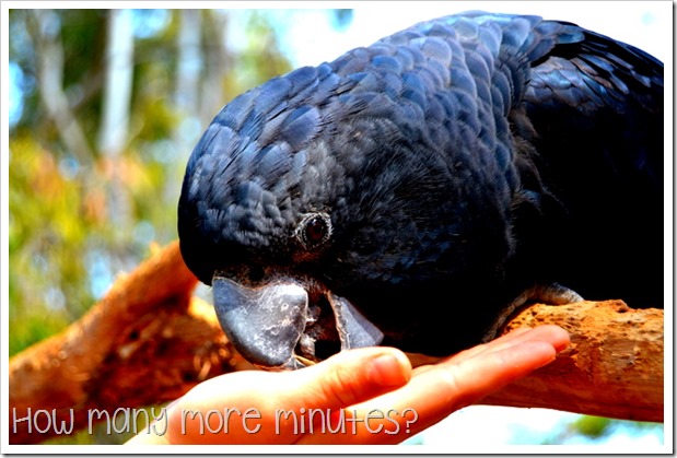 Billabong Sanctuary | How Many More Minutes?