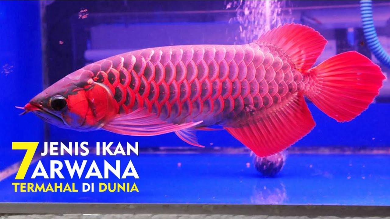 7 Ikan  Arwana  Termahal Karena Dianggap Paling Cantik