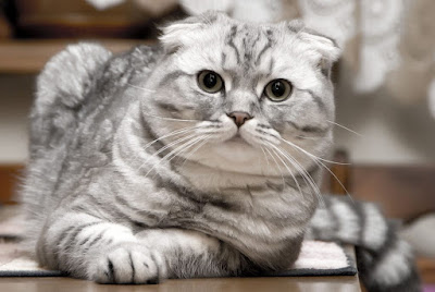 Scottish Fold