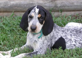 Bluetick Coonhound Pictures