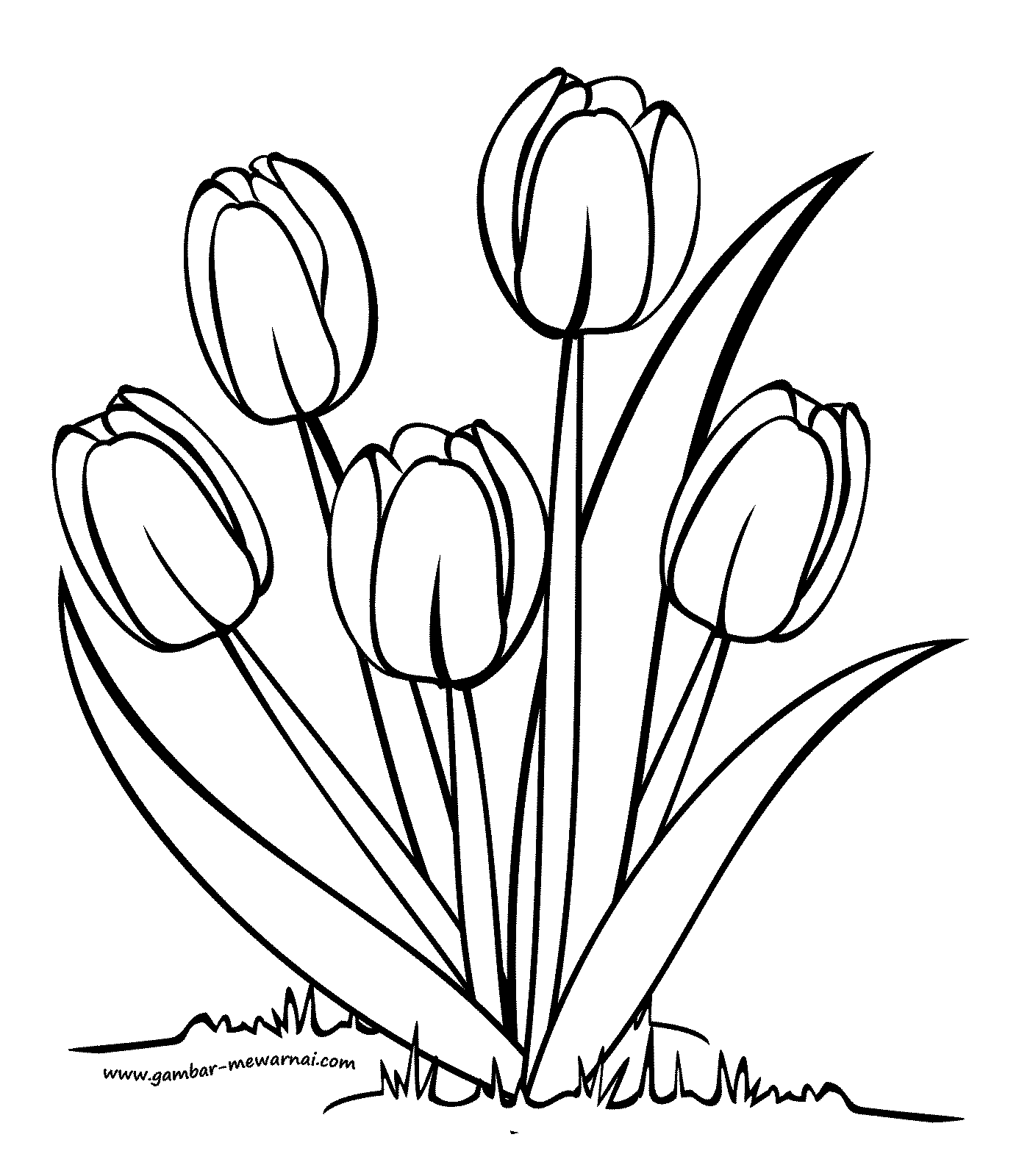  Mewarnai  Bunga  Tulip  Contoh Gambar  Mewarnai 