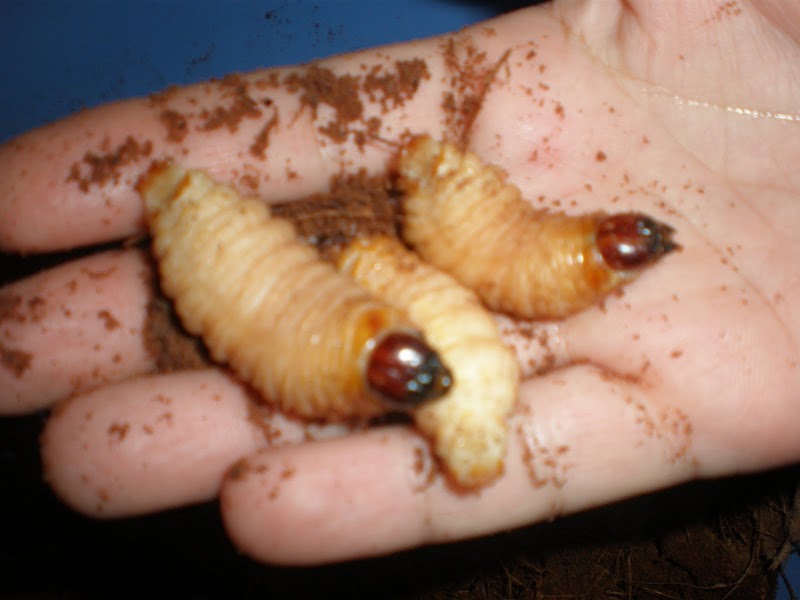 Sago worms, anyone??