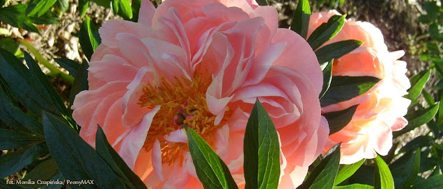 coral charm peony max