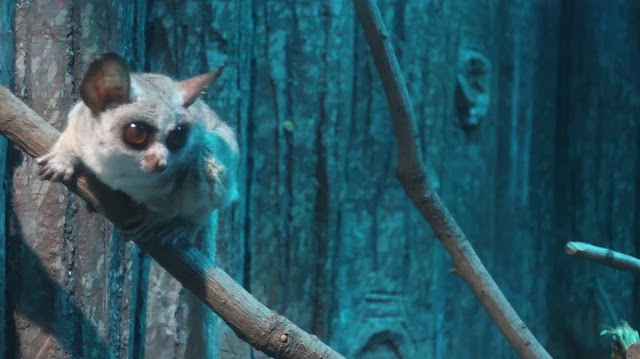 神戸市立王子動物園 夜行性動物