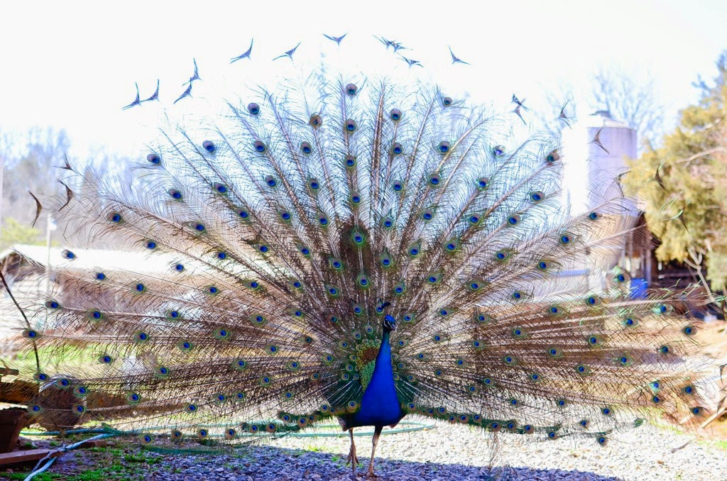 peacock-19478