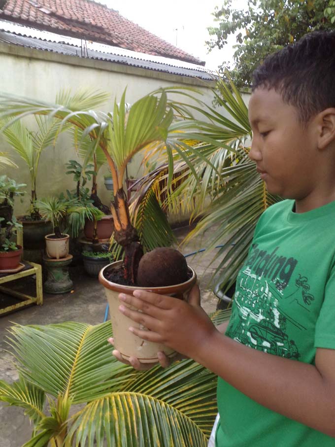 Bonsai Kelapa Mini Kelapa Gading Merah