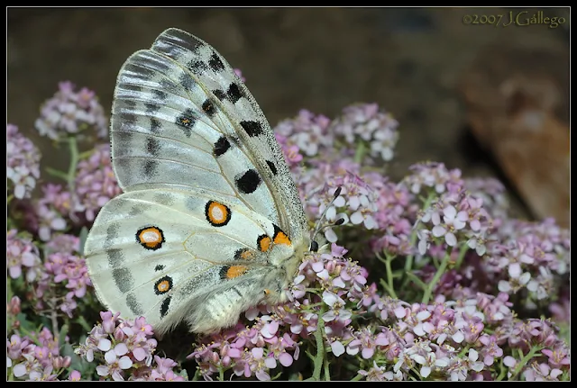 Parnassius apollo