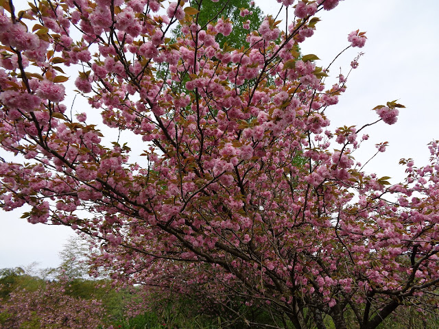 八重桜が満開