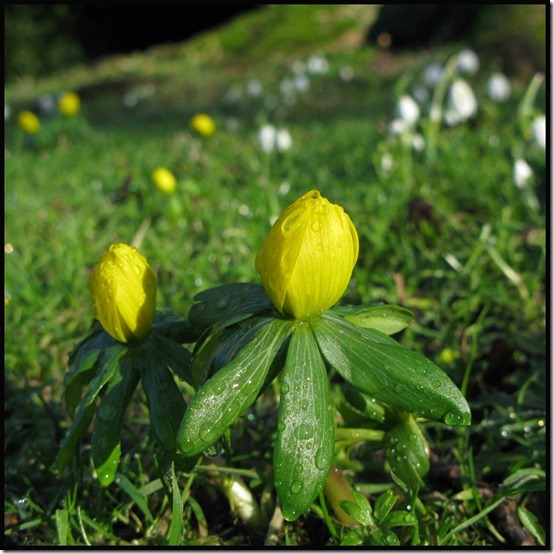 Aconite