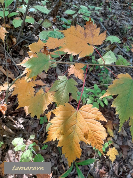 Клён бородатый / Клён бородчатонервный (Acer barbinerve)