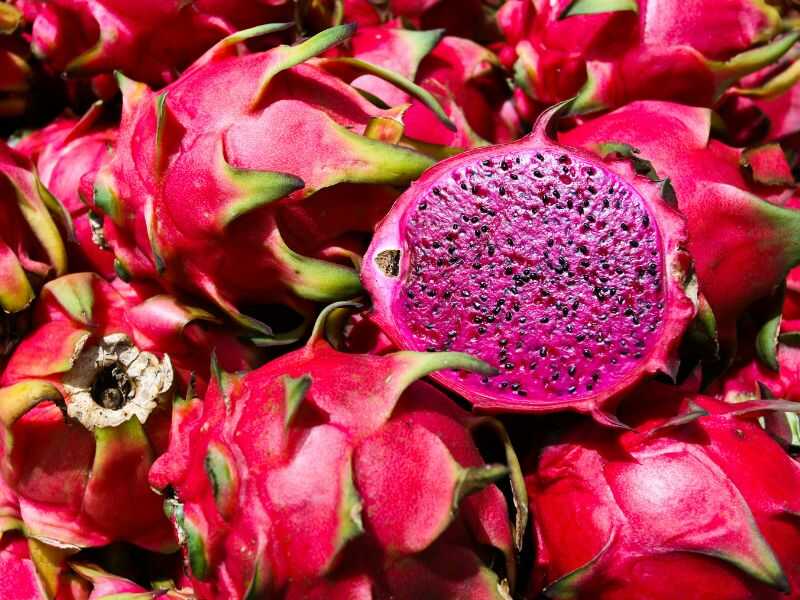 How to plant dragon fruit from seed