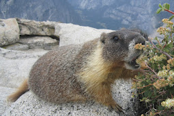 marmot indonesia Teenager dies from bubonic plague in mongolia after
eating marmot meat