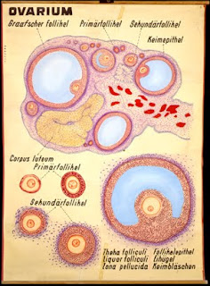 Praktikum embriologi (oogenesis)  Biology Is My Style