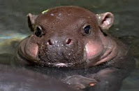 Pygmy hippopotamus in the water