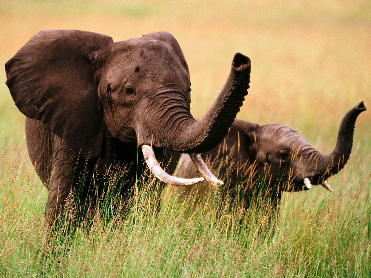  Foto  Foto  Binatang  Gambar  Gajah 