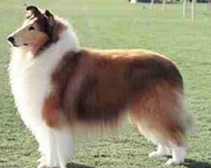 favourite breed, Rough Collie!