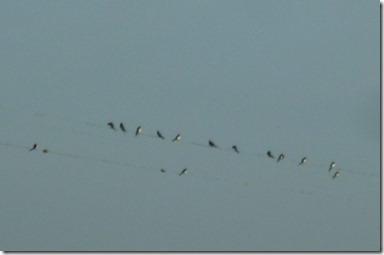 4 swallows gathering