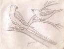 Beauty Of Birds In My Parrot Drawing Sketch