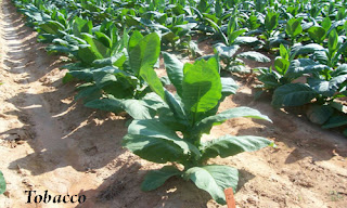 The History of Cash Crop Tobacco