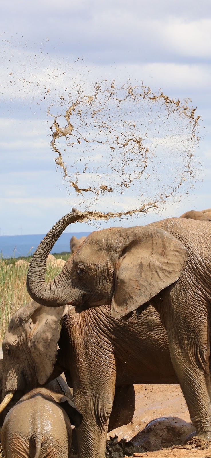 Picture of elephant water mud spray.