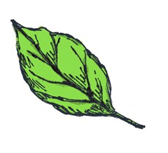 Green Leaf