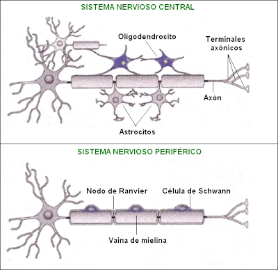 Esquema de las células gliales