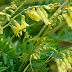 Astragalus - Astragalus membranaceus